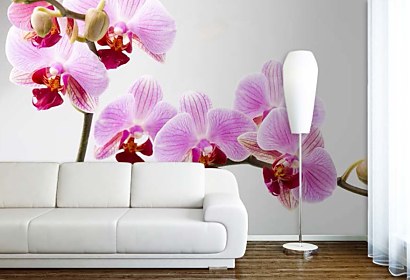 Fototapeta Orchid  bloom 24831